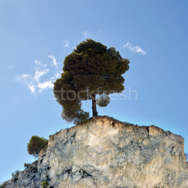 Stockfoto: Boom · pijnboom · rand · hemel · wolken