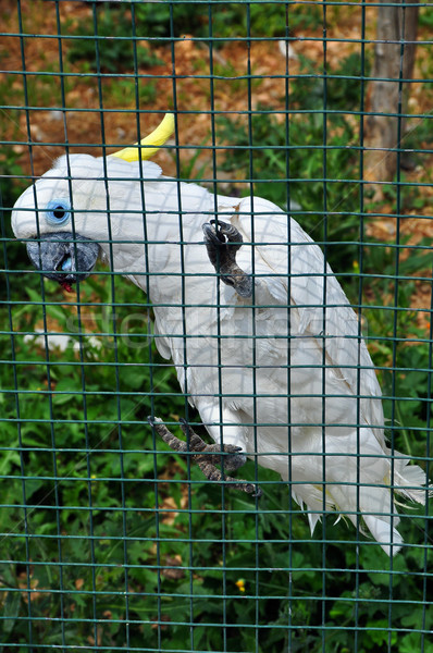 sulphur crested cockatoo Stock photo © sirylok