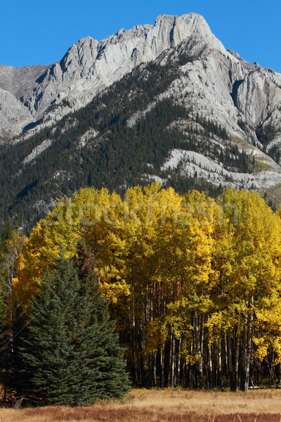 Autumn Poplar Trees and Mountains Stock photo © skylight