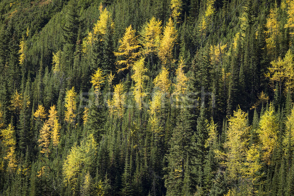 Autumn Alpine Larch Trees Stock photo © skylight