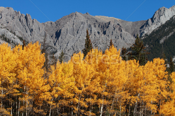Autumn Poplar Trees and Mountains Stock photo © skylight