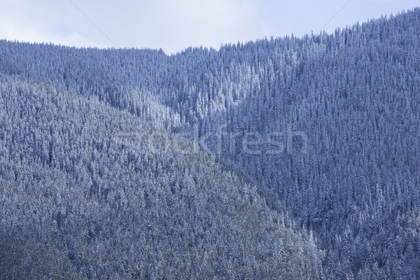 Schnee bedeckt Berg Wald Schneefall Berghang Stock foto © skylight