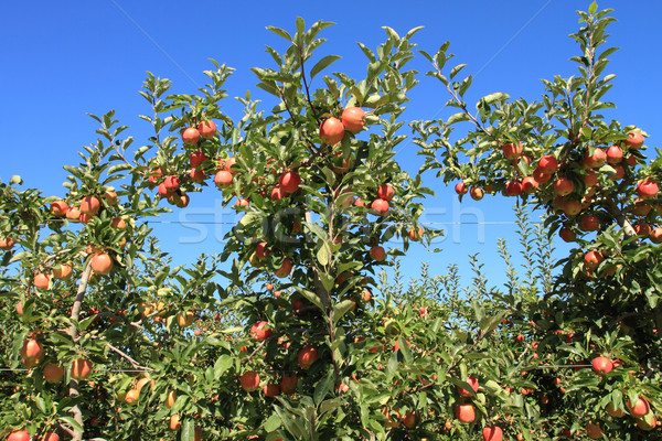 Alma gyümölcsös gyümölcs érett szőlőszüret alma farm Stock fotó © skylight