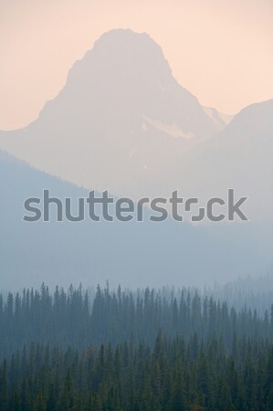 Forest Fire smoke Stock photo © skylight