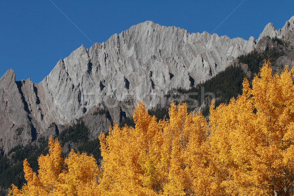 Jesienią topola drzew góry lasu Zdjęcia stock © skylight