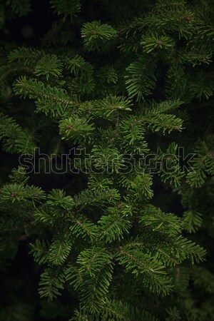 Lucfenyő karácsonyfa közelkép lövés ágak kész Stock fotó © skylight