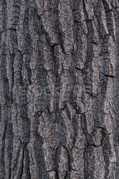 Cottonwood Poplar Tree Bark 2 Stock photo © skylight