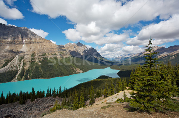 Peyto Lake in Banff National Park Stock photo © skylight