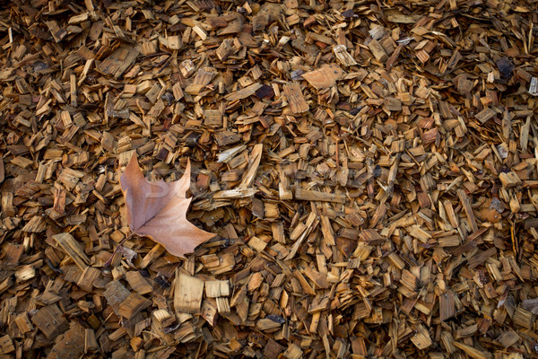 Otono hoja madera chips Foto stock © skylight