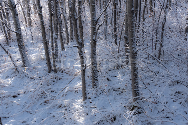 Fresh snow in aspen tree grove 1 Stock photo © skylight
