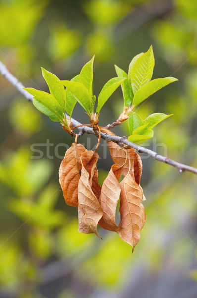 Nuevos hojas primavera primavera edad hoja Foto stock © skylight