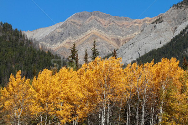 Autumn Poplar Trees and Mountains Stock photo © skylight