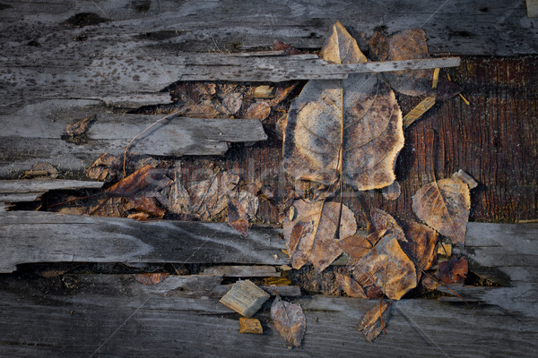Grungy autumn leaves on old plywood Stock photo © skylight