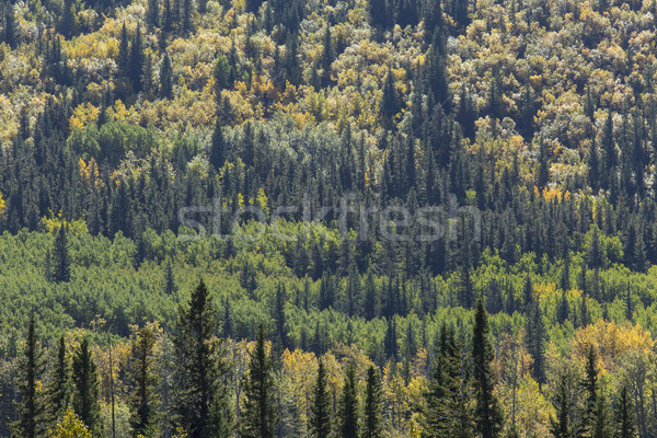 Autumn Color in a Mixed Forest Stock photo © skylight