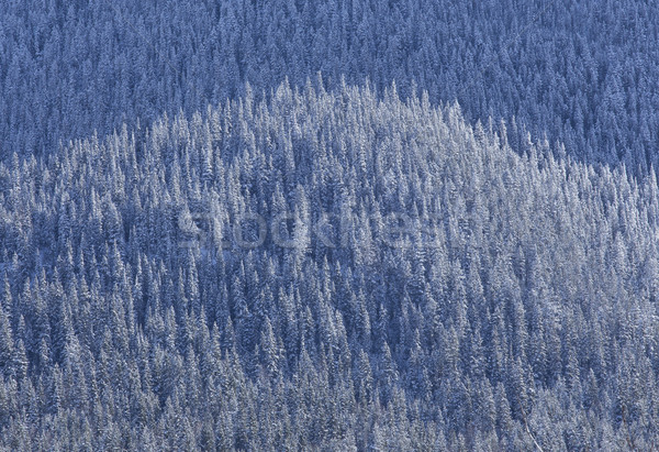 Neve coberto montanha floresta queda de neve Foto stock © skylight