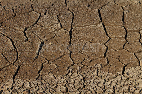 Parched Earth Stock photo © skylight