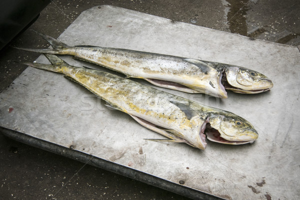 Przygotowany ryb rynku charakter przemysłu Zdjęcia stock © smartin69