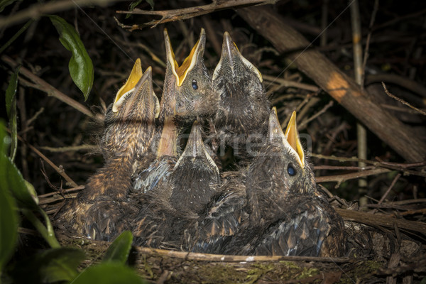 Kos pisklęta gniazdo czeka żywności rodziny Zdjęcia stock © smartin69