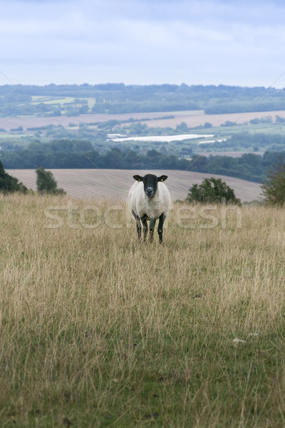 Owiec dziedzinie widoku piękna zwierząt Zdjęcia stock © smartin69