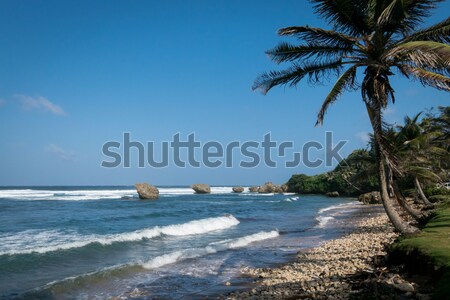 Bathsheba coral reef boulders Stock photo © smartin69