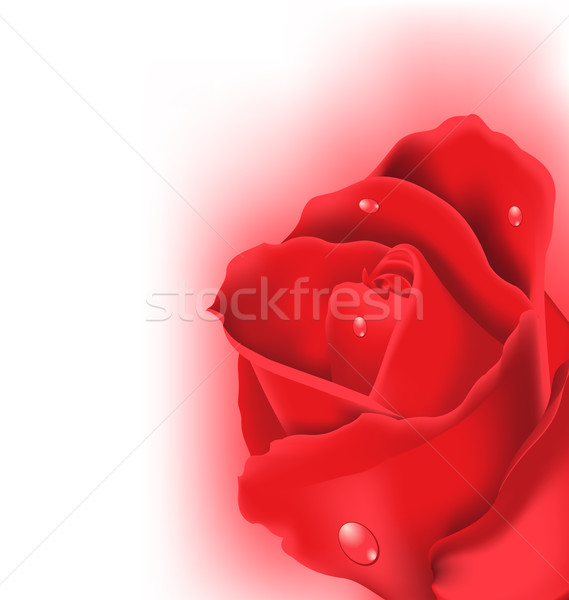 Rosa vermelha projeto celebração cartão ilustração primavera Foto stock © smeagorl
