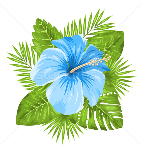 Beautiful Blue Hibiscus Flowers Blossom and Tropical Leaves Stock photo © smeagorl