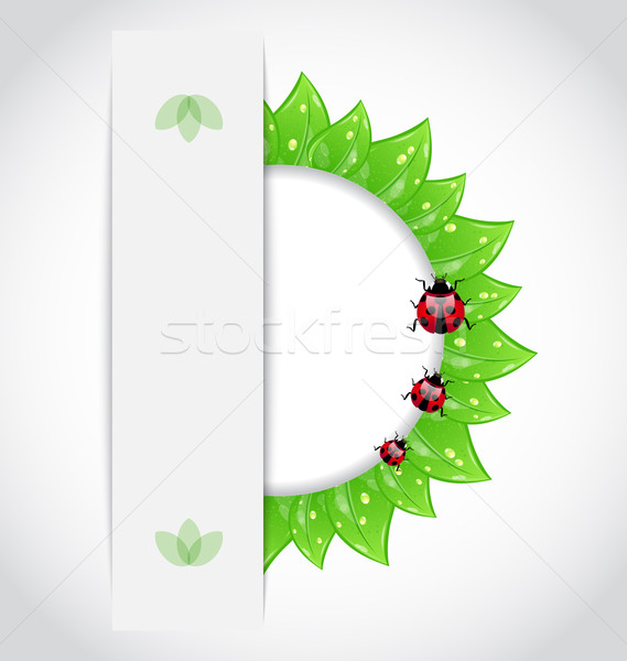 Eco green leaves with ladybugs Stock photo © smeagorl