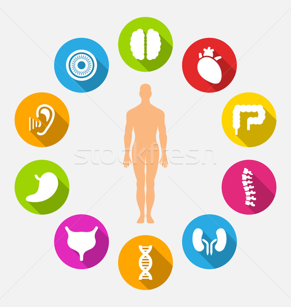 Silhouette of Male and Internal Human Organs Stock photo © smeagorl