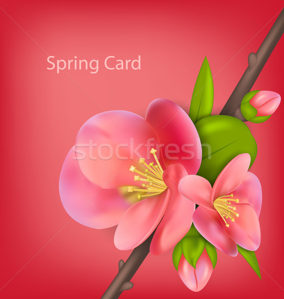 Spring greeting card with branch of Japanese Quince (Chaenomeles Stock photo © smeagorl