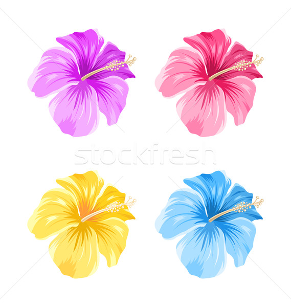 Set of Colorful Hibiscus Flowers Blossom Isolated  Stock photo © smeagorl