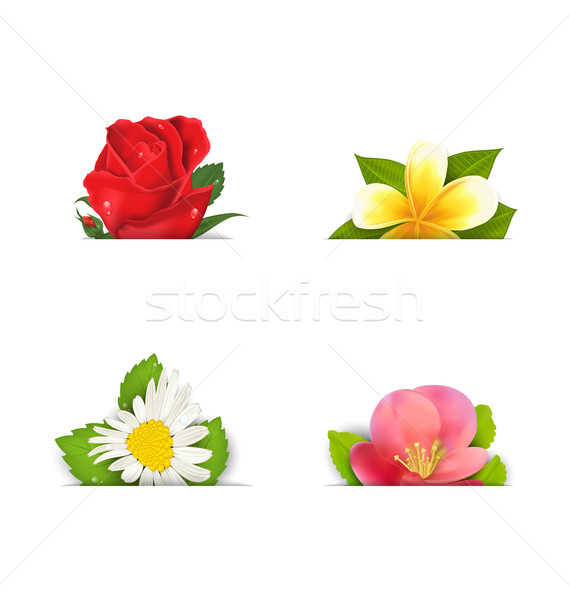 Beautiful flowers (rose, quince; frangipani), copy space for you Stock photo © smeagorl