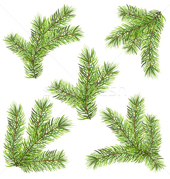 Spruces Branches Isolated on White Background Stock photo © smeagorl