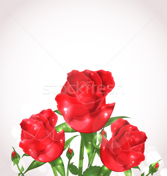 Três rosas projeto ilustração primavera Foto stock © smeagorl