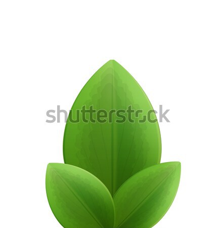 Illustration of plant three realistic  green leaves isolated on  Stock photo © smeagorl