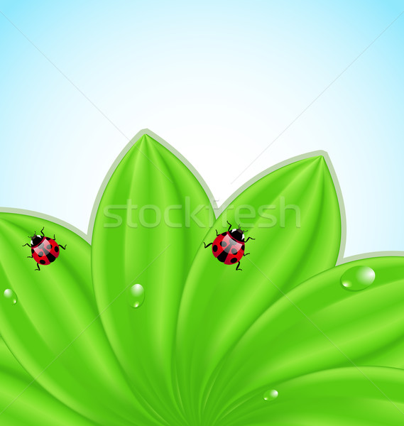 Green leaves ecology fresh background  Stock photo © smeagorl