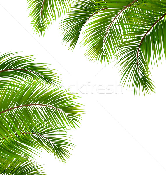 Exotique cadre feuilles de palmier lieu texte illustration [[stock_photo]] © smeagorl