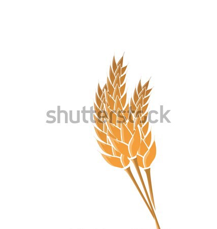 Ears of wheat isolated on white background Stock photo © smeagorl