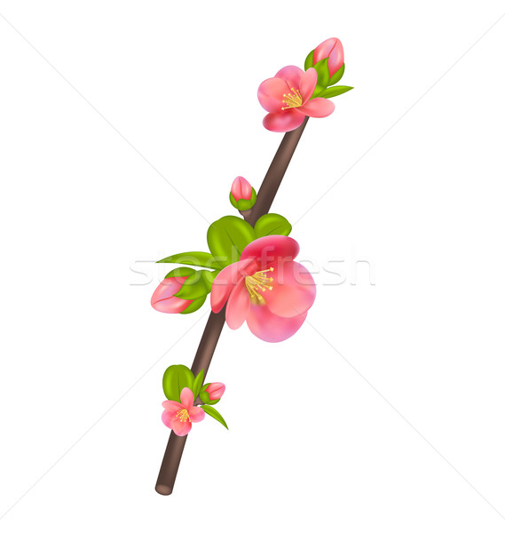 Branch of Japanese Quince (Chaenomeles japonica) in bloom, isola Stock photo © smeagorl