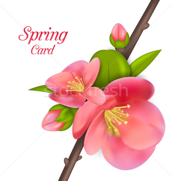 Branche japonais coing illustration printemps carte [[stock_photo]] © smeagorl