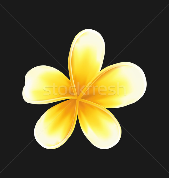Frangipani flower (plumeria) isolated on dark background Stock photo © smeagorl