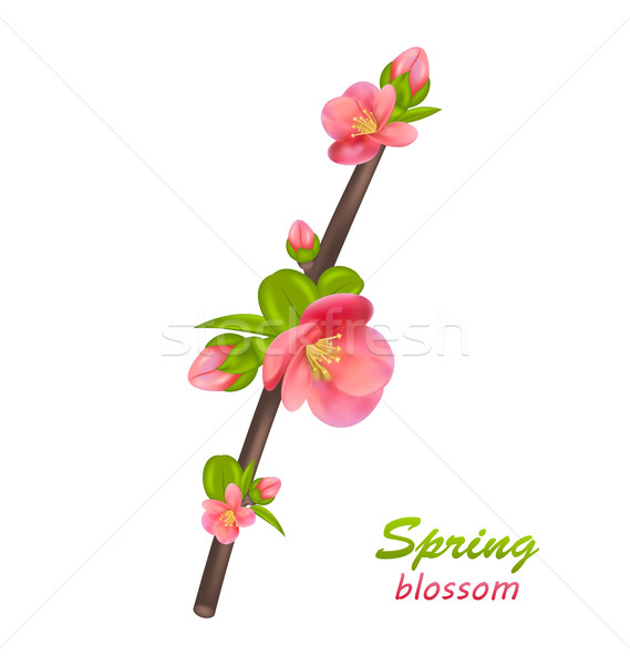 Branch of Japanese Quince (Chaenomeles japonica) Stock photo © smeagorl