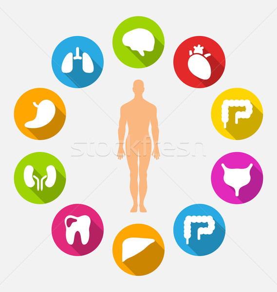 Silhouette of Male and Internal Human Organs Stock photo © smeagorl