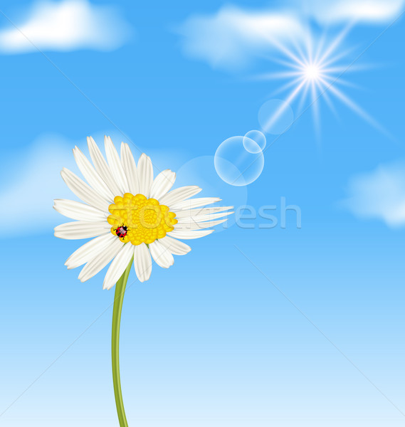Chamomile flower and blue sky with clouds Stock photo © smeagorl