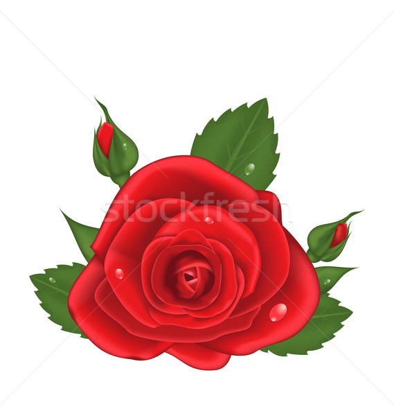 Rosa vermelha isolado branco ilustração primavera Foto stock © smeagorl