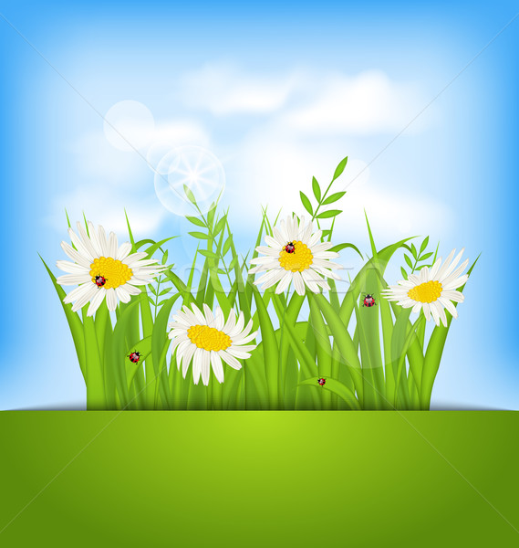 Stock photo: Spring nature background with camomiles, ladybugs, grass, blue s