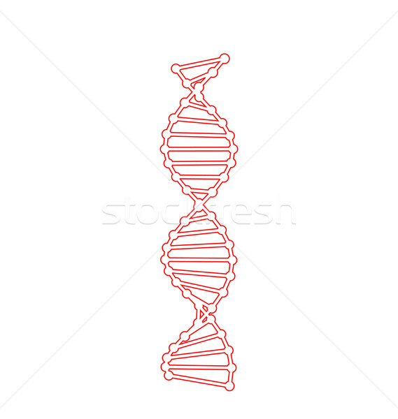 DNA Molecules Isolated on White Stock photo © smeagorl