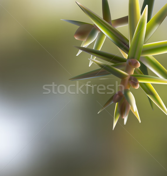 Branch twig Juniperus oxycedrus cade with needles Stock photo © smeagorl
