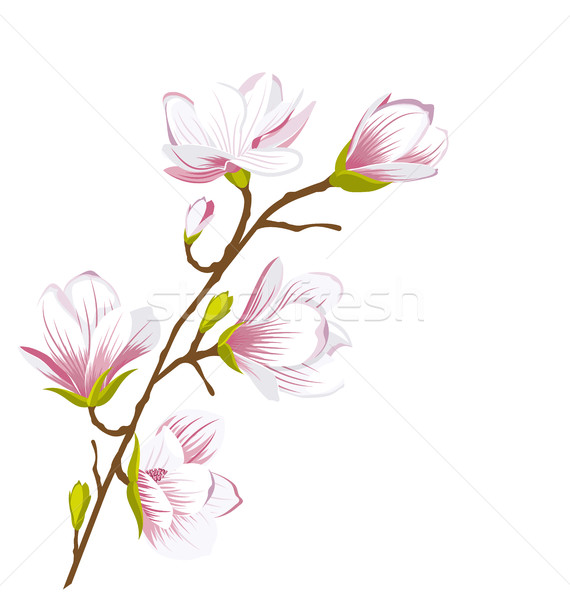 Drăguţ magnolie ramură floare flori ilustrare Imagine de stoc © smeagorl