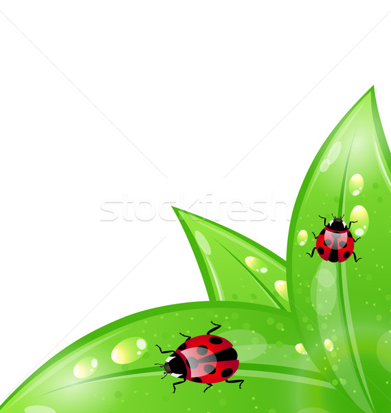 Ecology background with ladybugs on leaves Stock photo © smeagorl