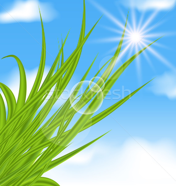 Stockfoto: Natuurlijke · verlicht · groen · gras · illustratie · gras · zon